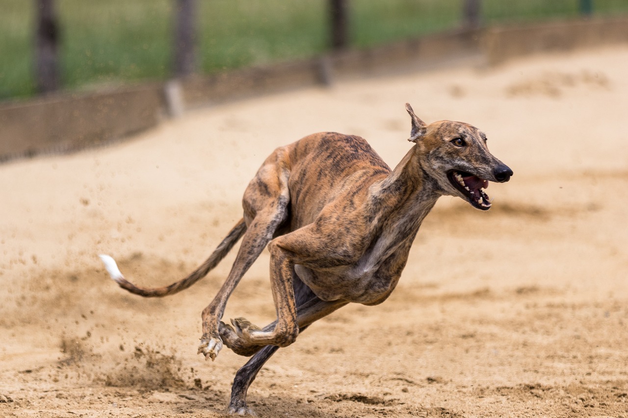 The Characteristics of the Greyhound - Speed and Grace